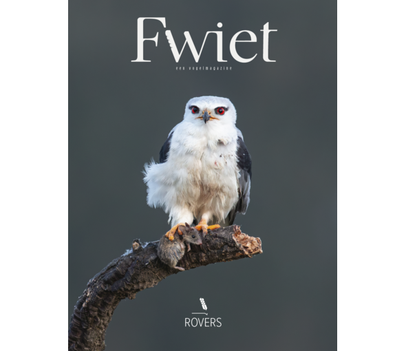 fwiet_11_-_rovers[1].png